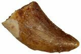 Serrated Raptor Tooth - Real Dinosaur Tooth #297758-1